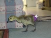 Flipper.jpg