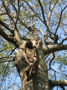Tree pictures