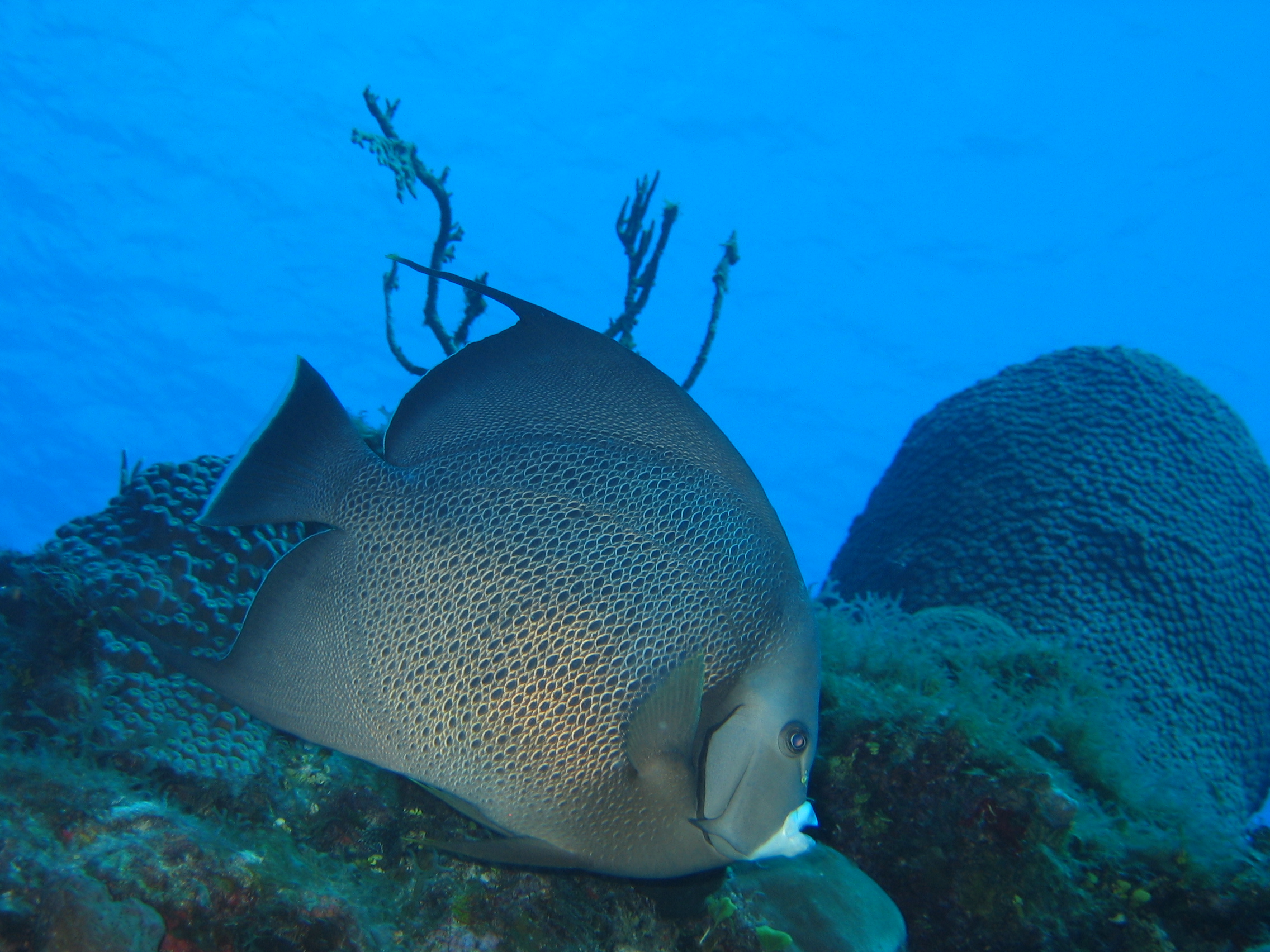 turks_caicos_day_two_diving_193