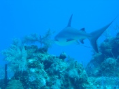 turks_caicos_day_two_diving_205
