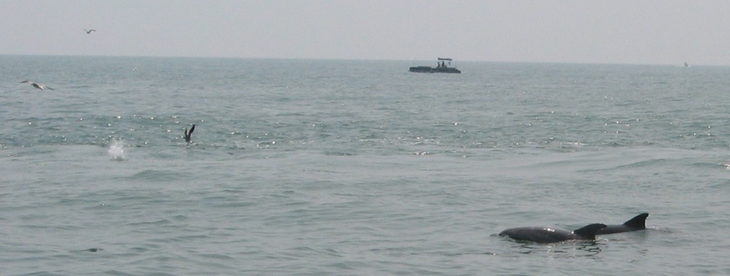 2006 dolpins 1.jpg