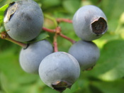 2007 4th of july week at miriams house